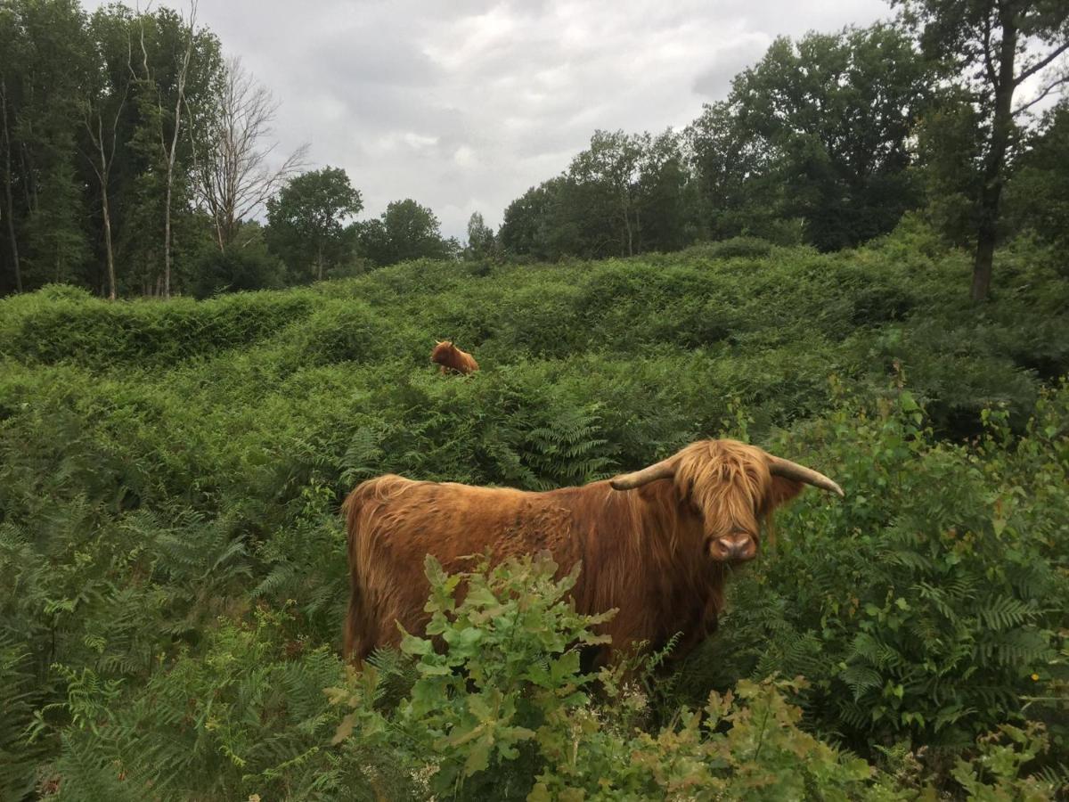 Bed and Breakfast Aan De Molenberg Broekhuizen  Экстерьер фото